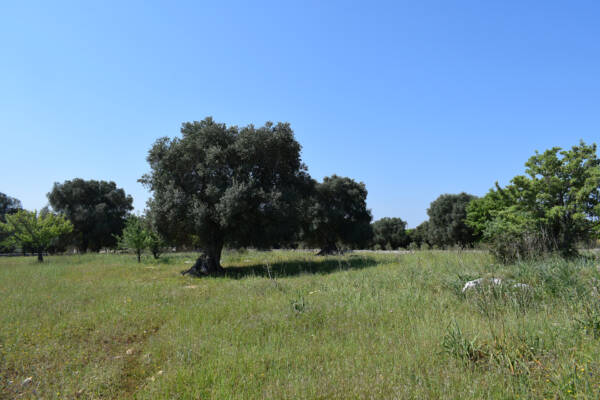 BEAUTIFUL OLIVE GROVE FOR SALE IN CAROVIGNO APULIA