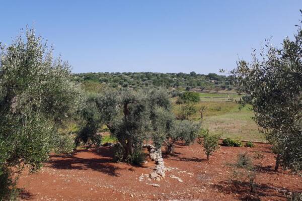 LAND WITH SEA VIEW IN OSTUNI