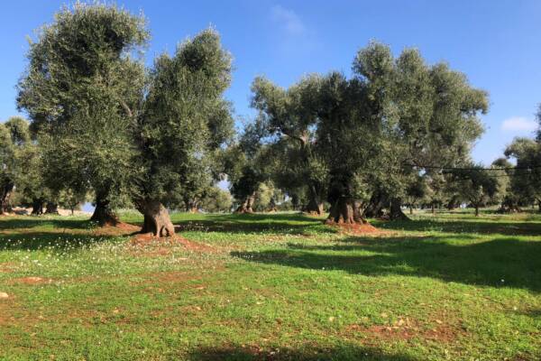 CENTURIES-OLD OLIVE LAND | in Carovigno