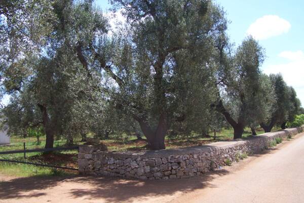 OLIVE FIELD PLOT OF LAND | in Carovigno