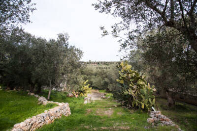 TRULLO WITH LAMIA AND PANORAMIC VIEW | Ostuni