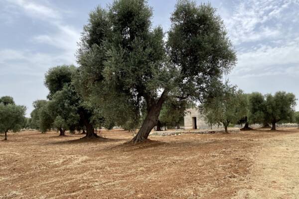 BUILDABLE OLIVE GROVE WITH LAMIA | Carovigno