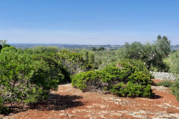 TERRAIN PANORAMIQUE | Ostuni