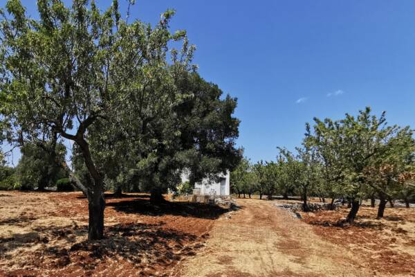 CENTURY-OLD OLIVE FIELD WITH LAMIA | in Carovigno