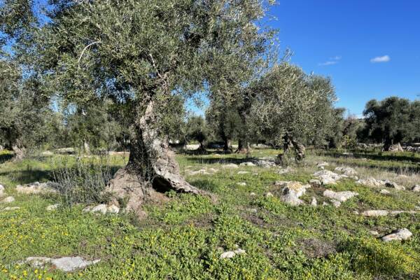 SECULAR OLIVE GROOVE | in Carovigno