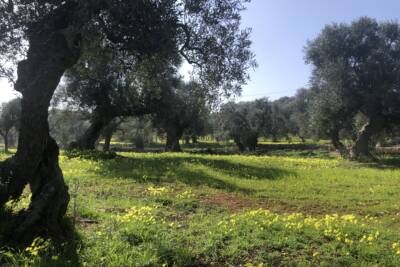 LAND WITH SECULAR OLIVE GROVES | in Carovigno