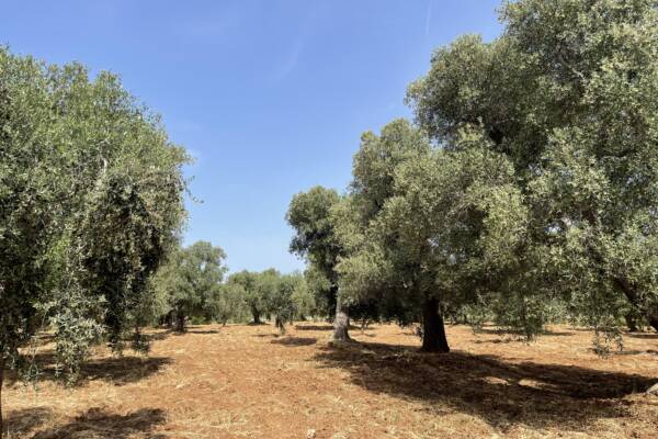 Buildable land near the sea in San Vito dei Normanni