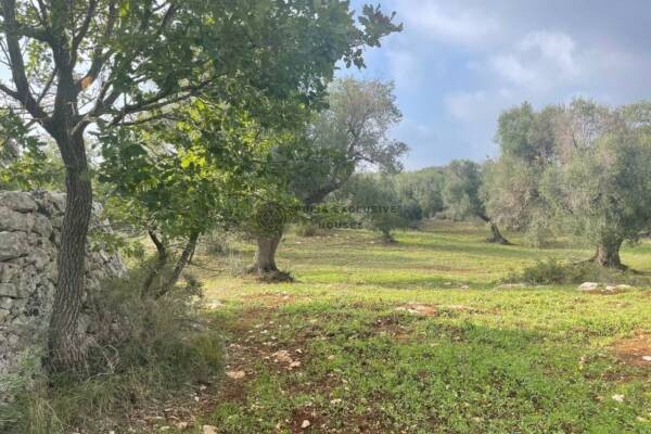 OLIVE GROVE | Carovigno