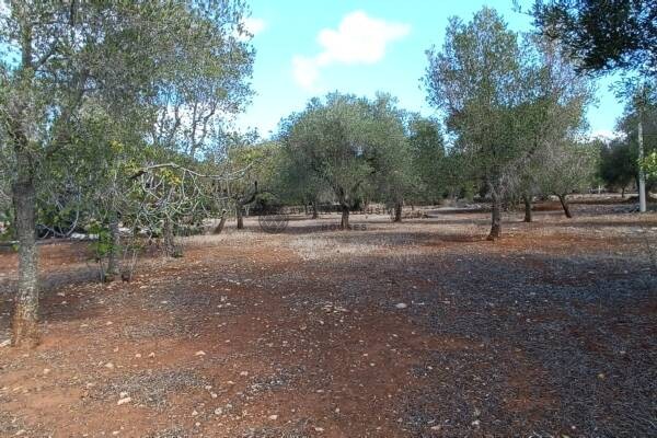 LAND WITH OLIVE GROVE in Carovigno