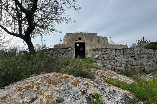 OLIVE GROVE WITH TRULLO in Carovigno