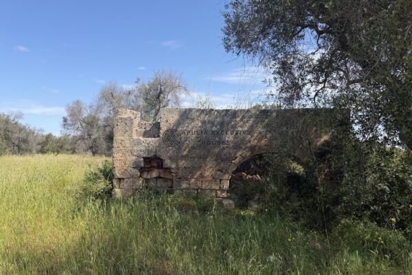 LARGE OLIVE GROVE in San Vito dei Normanni