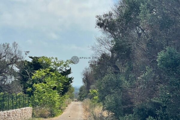 PLOT WITH TRADITIONAL LAMIA AND SEA VIEWS in Carovigno
