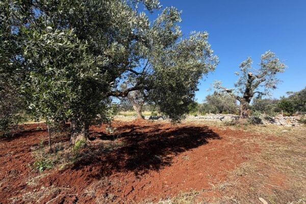 PLOT WITH OLIVE GROVE in Carovigno