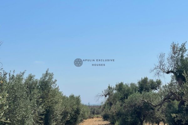LARGE LAND PLOT with Olive Grove and Sea View in Carovigno